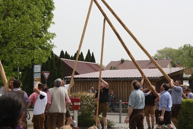 Maibaum 2013